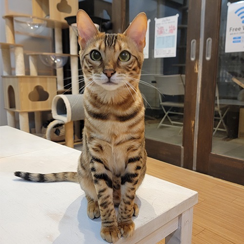 Catmember - 滋賀県彦根市の猫カフェ・ペットショップならLily Blanc