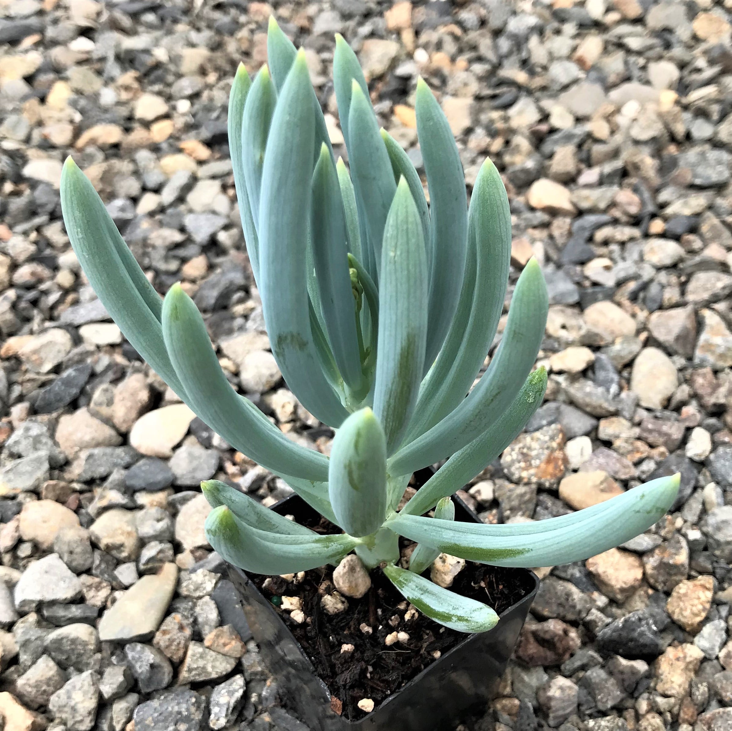 Senecio mandraliscae - Blue Chalksticks (2