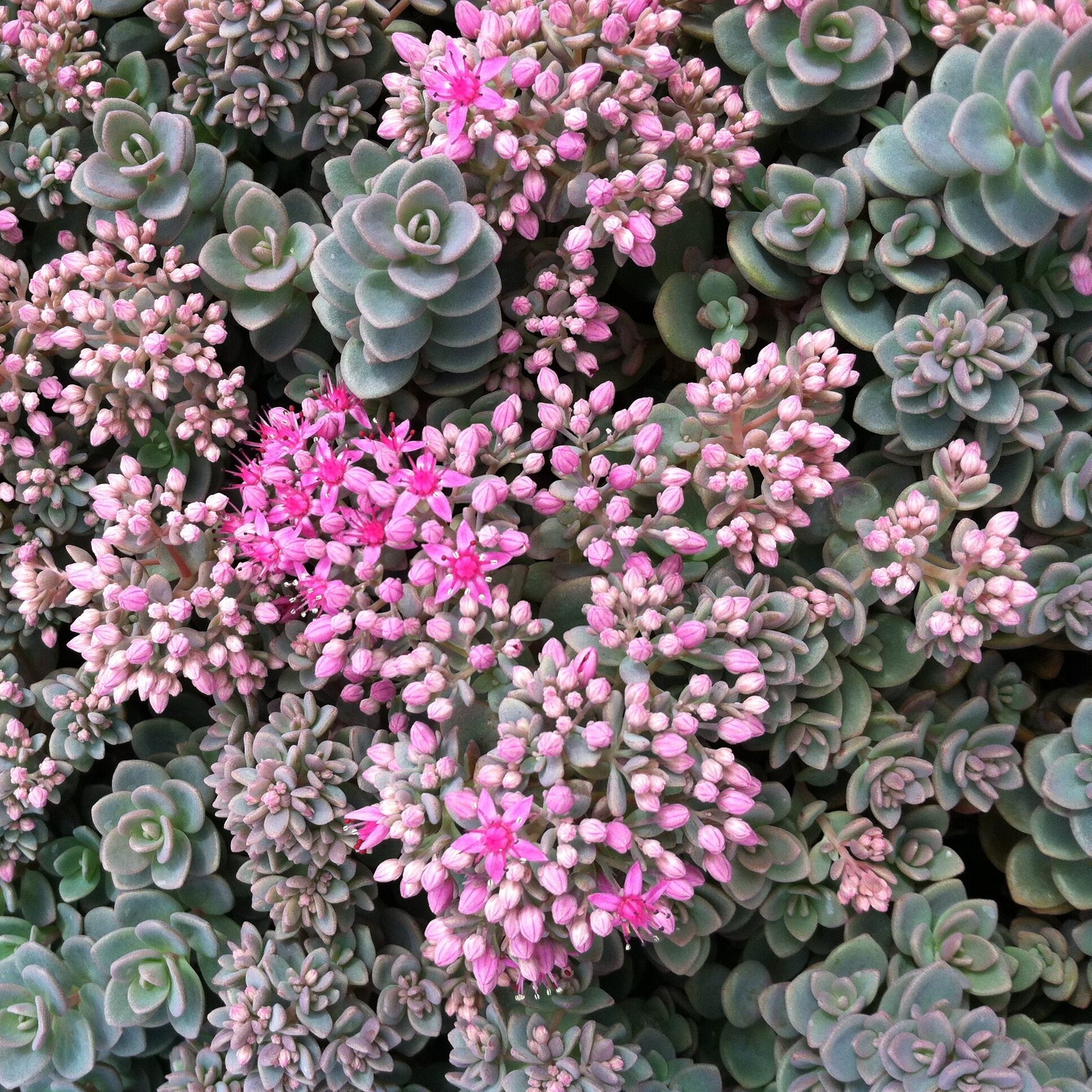 Sedum-pluricaule-Isle-of-