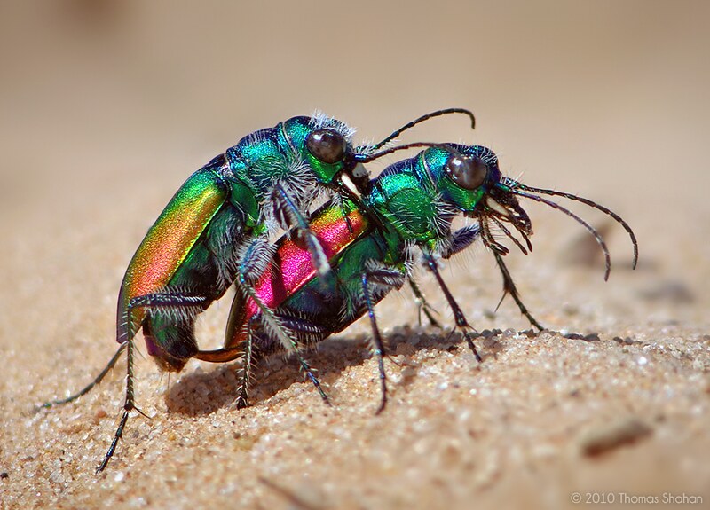 Mating Festive Tiger Beetles (Cicindela scutellaris) | Flickr