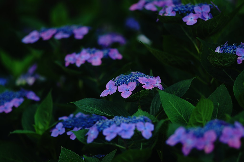 DDRオールドレンズ】Carl Zeiss Jena Sonnar 135mm F3.5 M42マウント