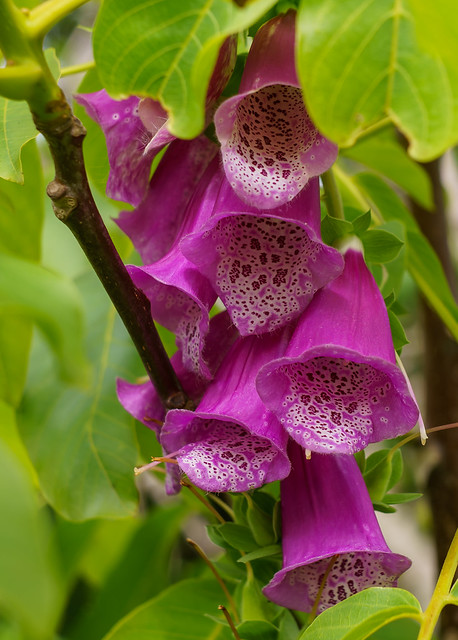 Schneider Kreuznach Radionar L 45mm F2.8 | Flickr