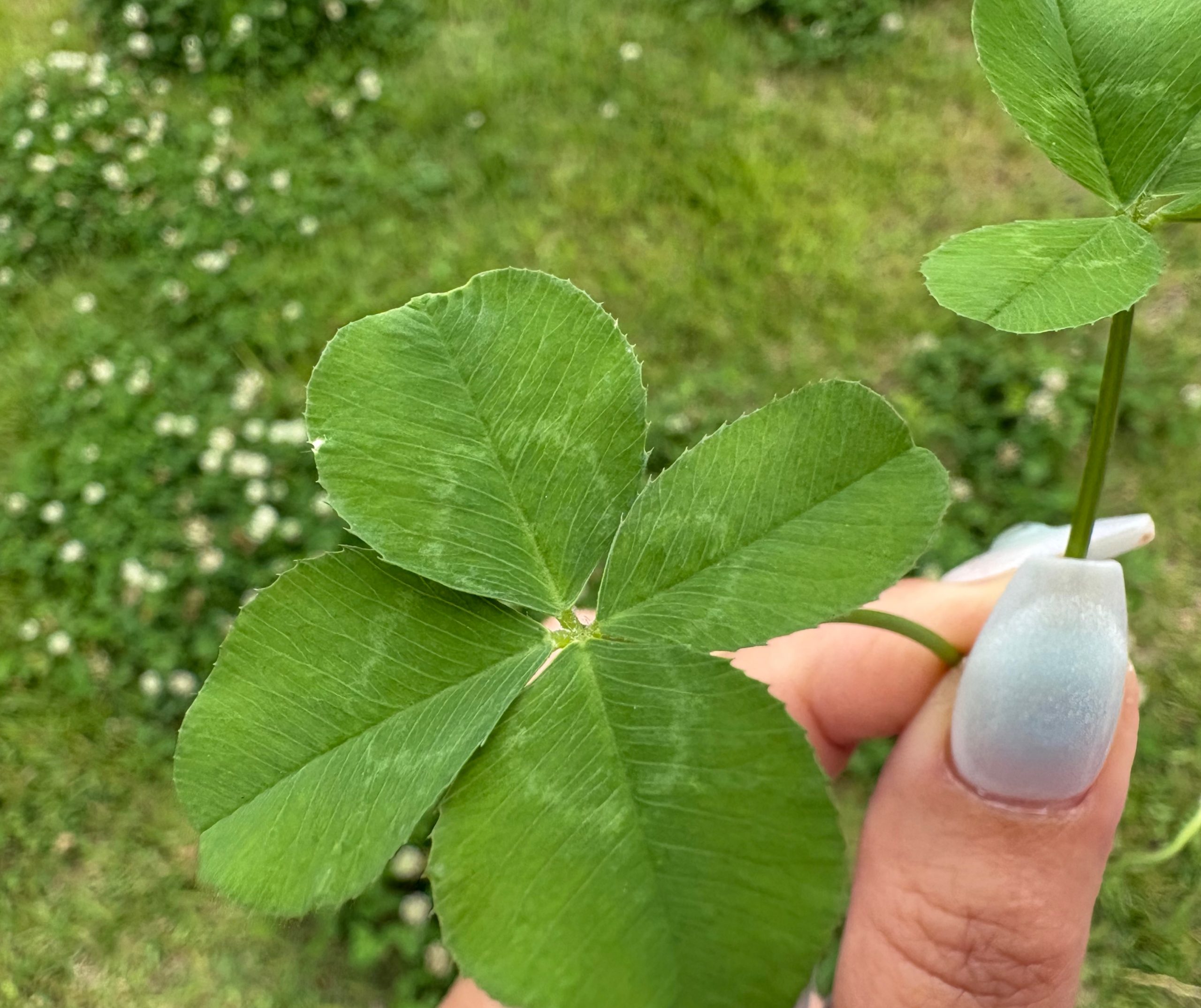 ☆四つ葉のクローバー＆五つ葉のクローバー☆ – 新刊『SUN光（さんみつ