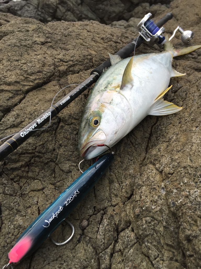 オキナワ マンビカ 100ssxh OKINWA MANBIKA tailwalk オキナワマンビカ