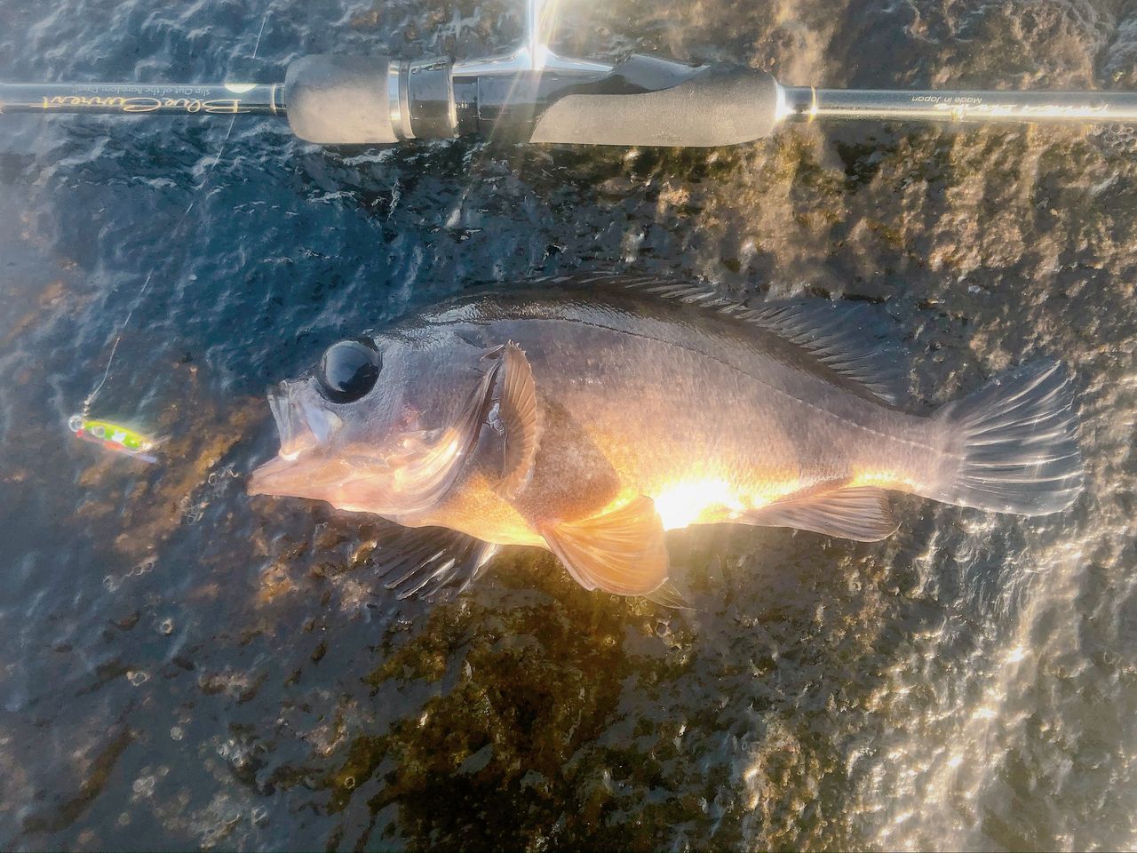 ロッド｜インプレ】18 BlueCurrent 73 All range TZ/NANO Professor