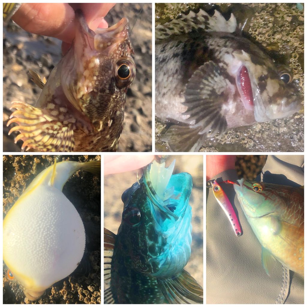 釣行記】りんたこさん監修ロッドのデビュー戦！―19月下美人AirAGS 68L