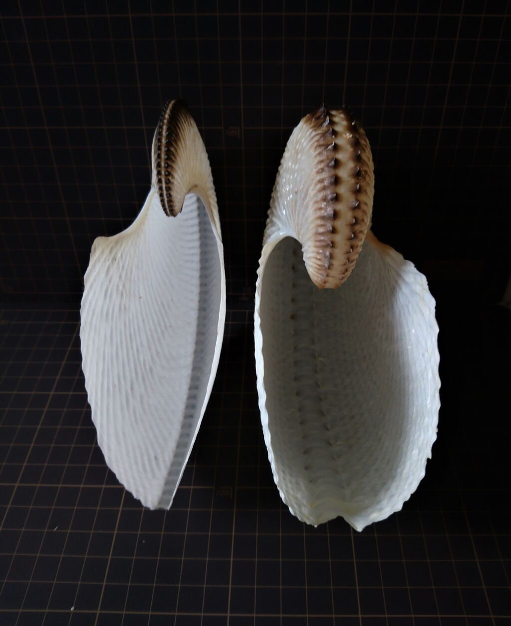 貝殻 標本 チリメンアオイガイ 貝標本チリメンアオイガイ（小型サイズ）