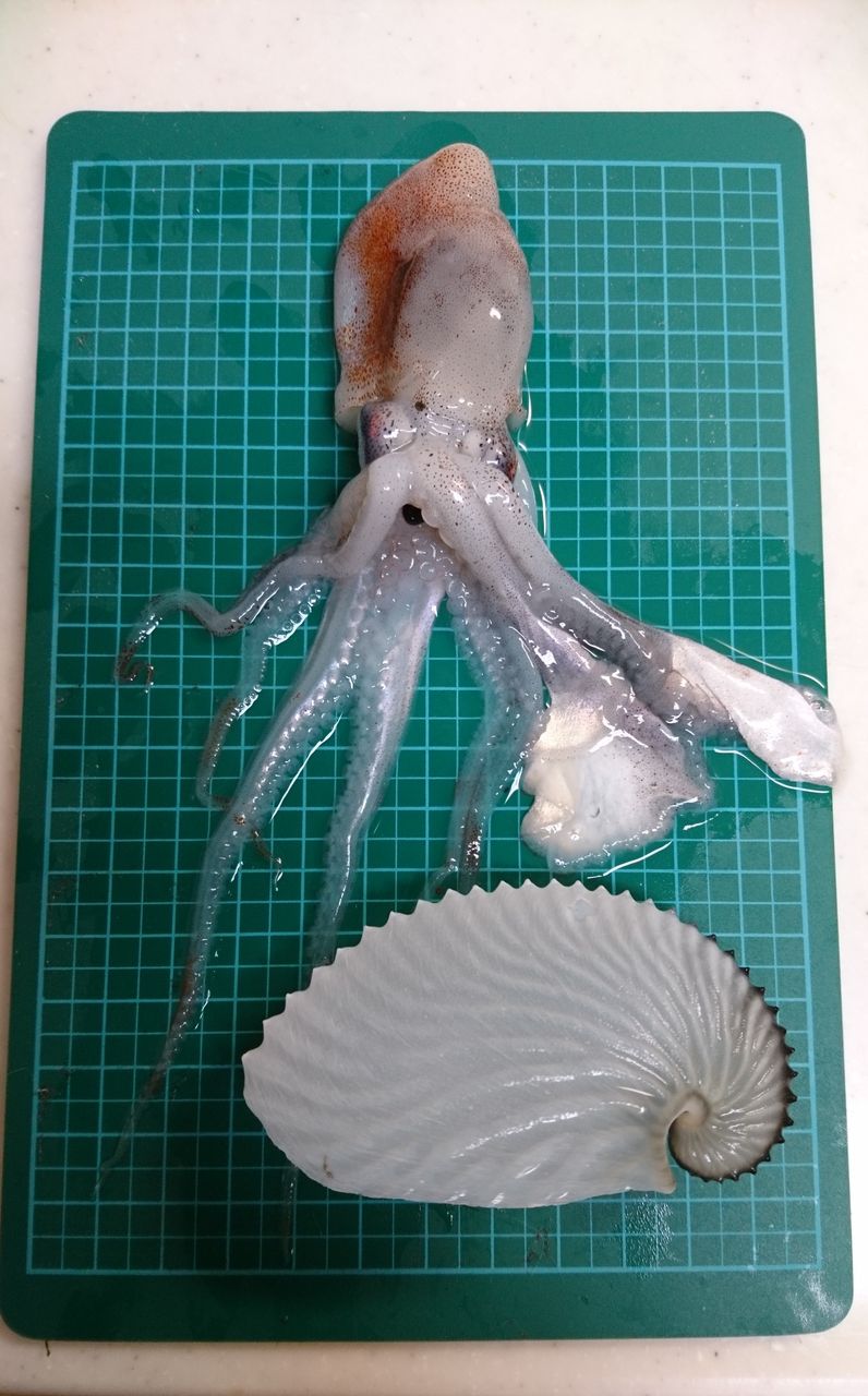 アオイガイとチリメンアオイ : 波と風の音を聴きながら～