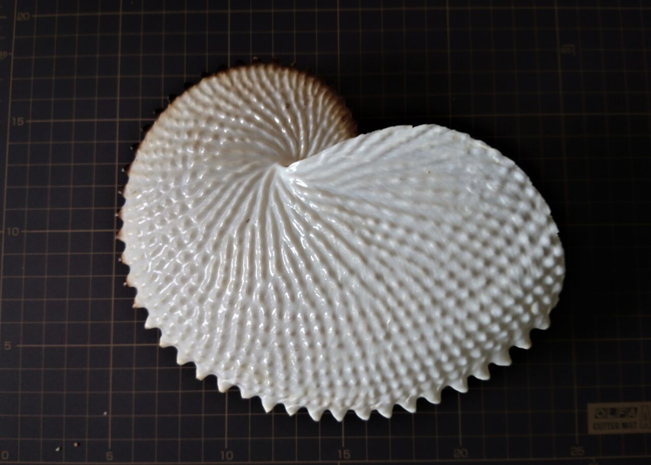 アオイガイとチリメンアオイ : 波と風の音を聴きながら～