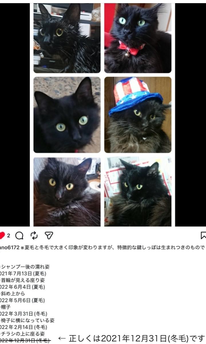 長毛の黒猫♀くーを探しています!千葉県香取郡東庄町(マイクロチップあり)