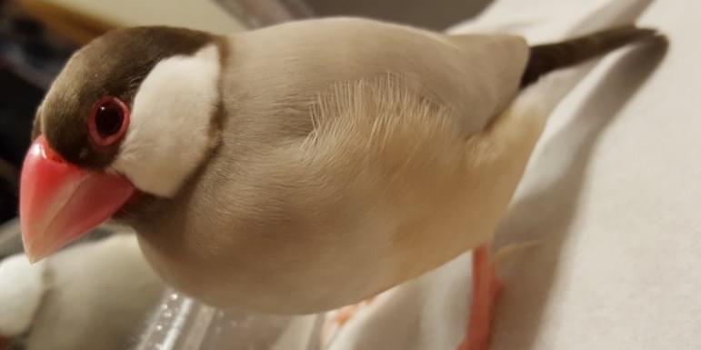 シナモン文鳥探しています