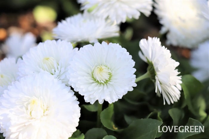 デイジー（デージー）の育て方・栽培方法 | LOVEGREEN(ラブグリーン)