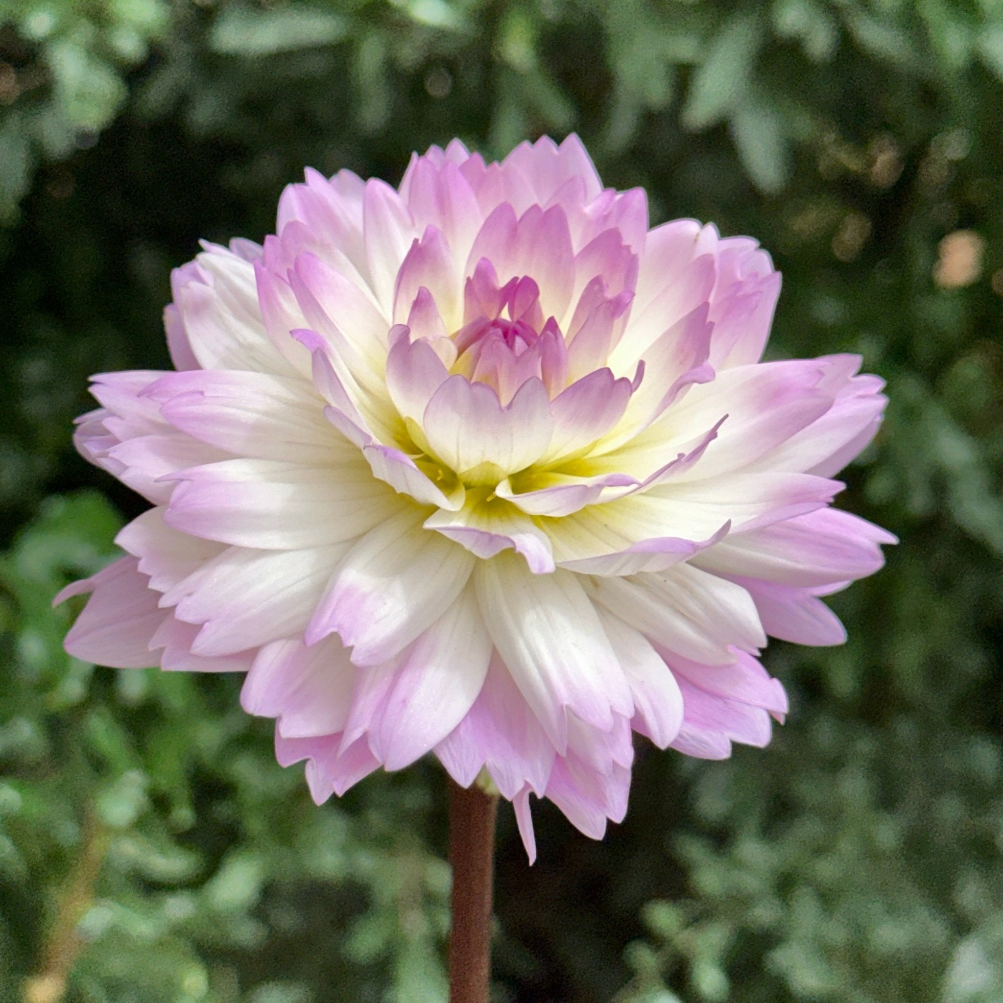 Sandia Melody Dahlia Tuber for Sale – Love Dahlias