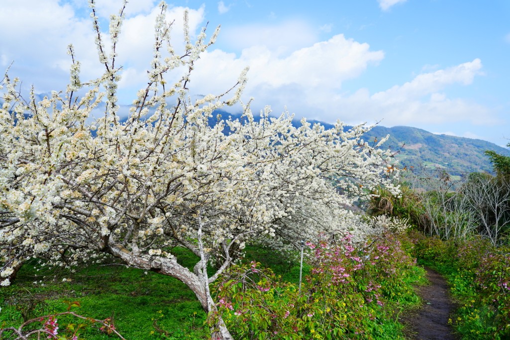 2025草坪頭明生李白花步道｜夢幻李花隧道漫遊，沉浸在如夢似幻的花海中！