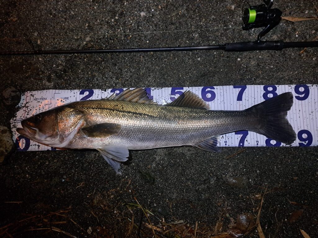 釣り用ヘッドライトのおすすめ9選！コスパ最強な赤色灯つきモデルなど