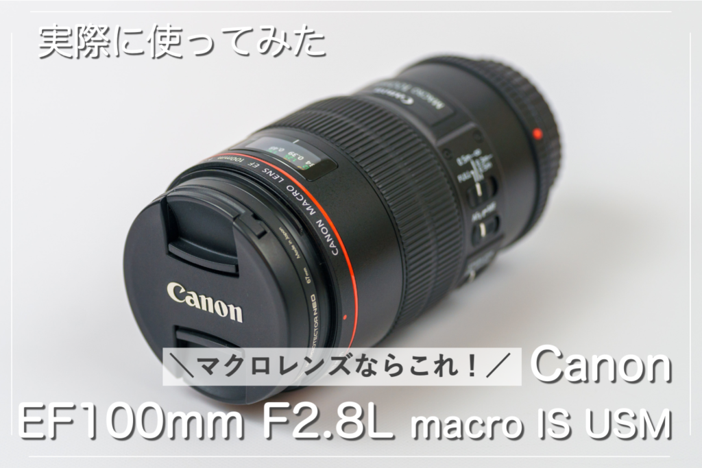 EF100mm F2.8L macro IS USMレビュー！Canonのマクロレンズはこれで