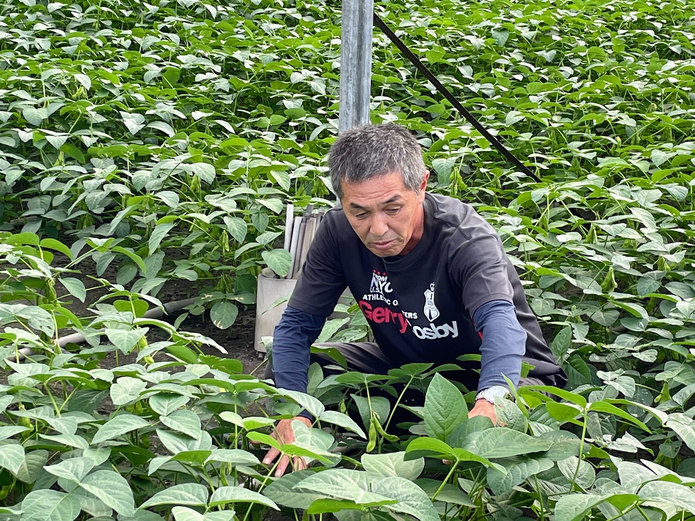 静岡県清水市】周年えだまめ「駒豆」の産地へ（2） | 豆なブログ