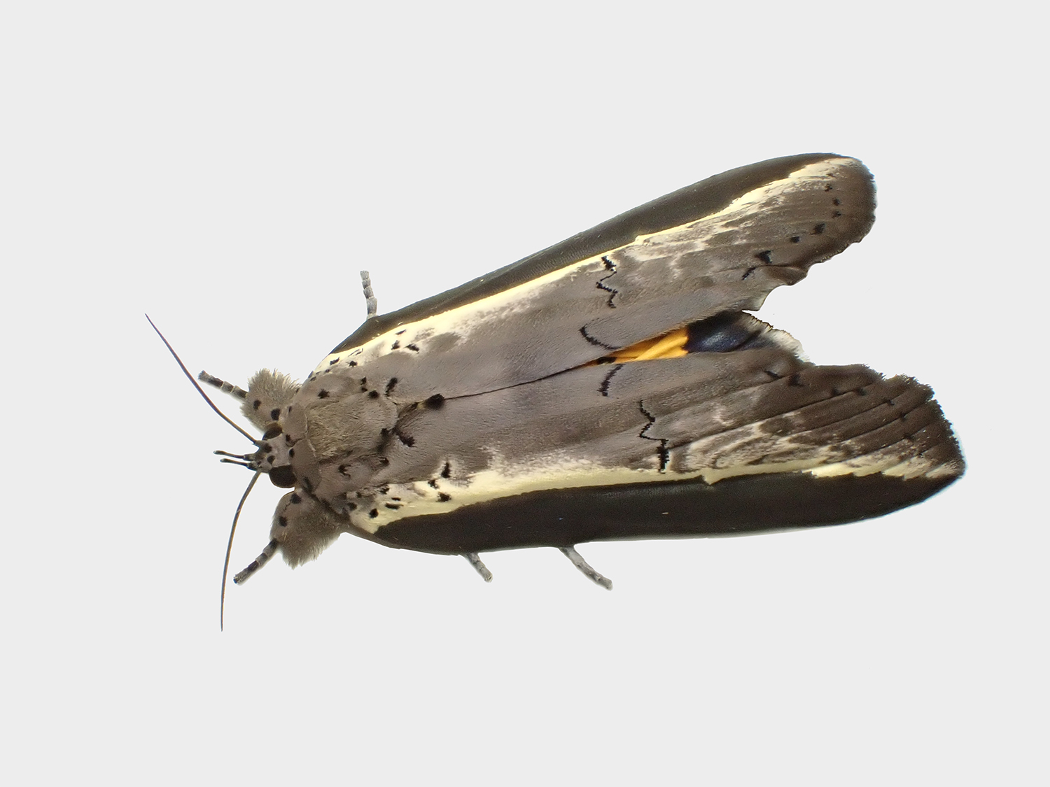 学習院いきものノートvol.9 南からの訪問者｜TOPICS｜G.LiFE Web