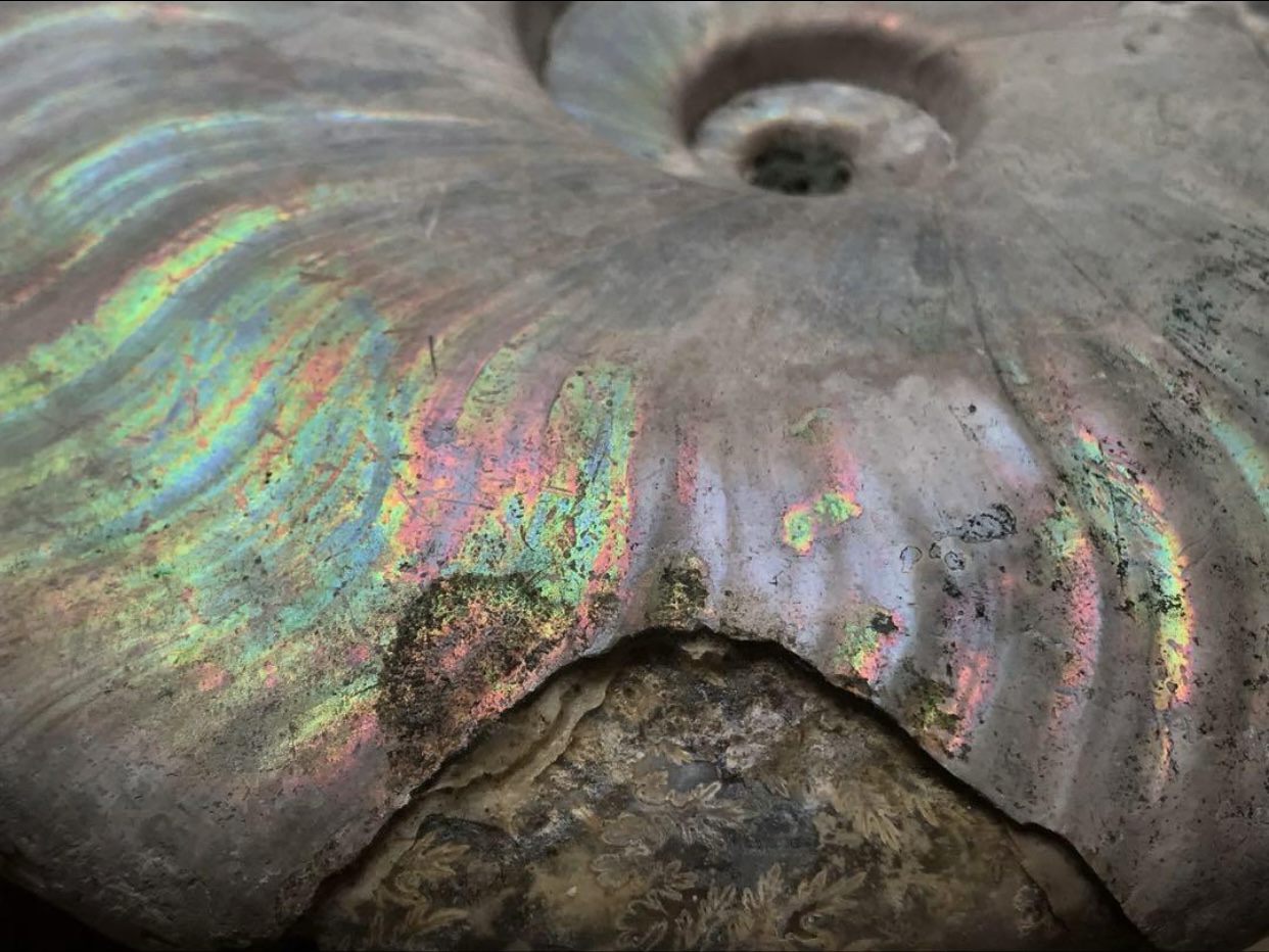 マダガスカル産 アンモナイト化石青（クリオニセラス）大サイズ | 虹色