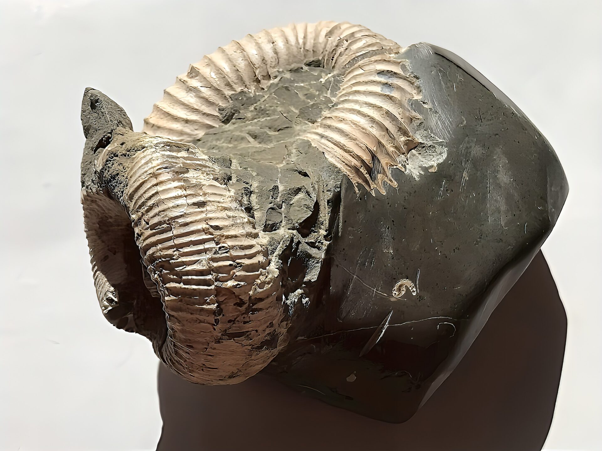 マダガスカル産 アンモナイト化石（ノストセラス白）母岩つき 稀少