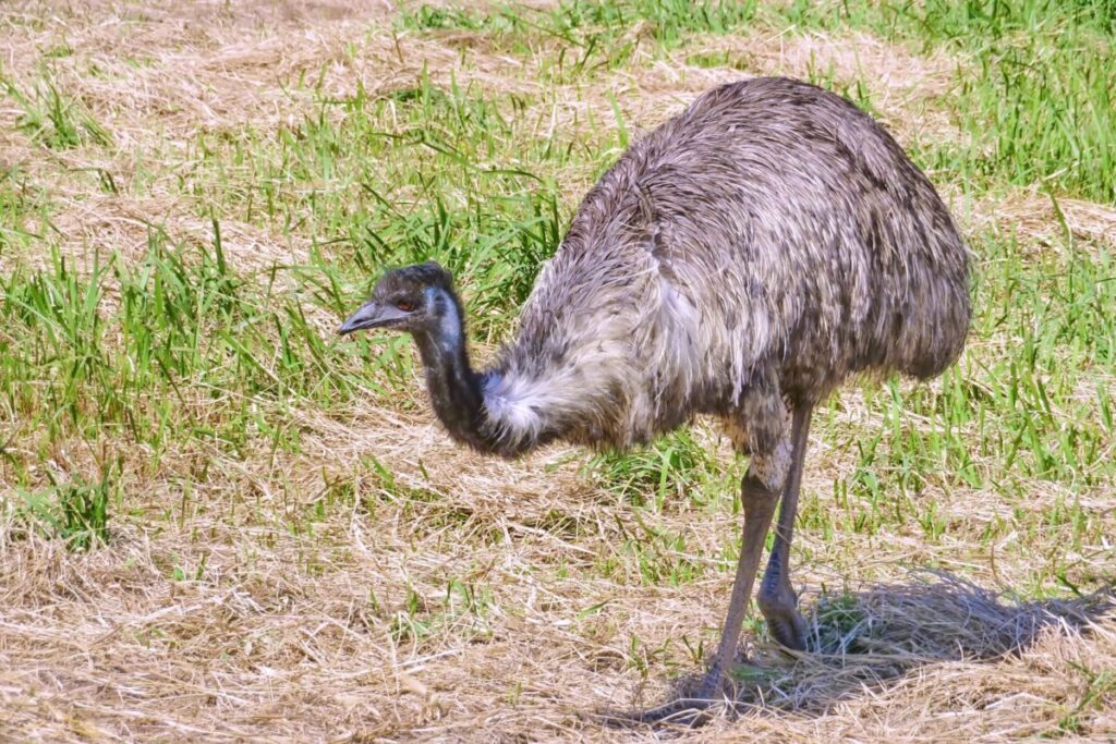 マギヤ薬局イチオシ凄オイル「プレミアム100エミューエッセンス」で