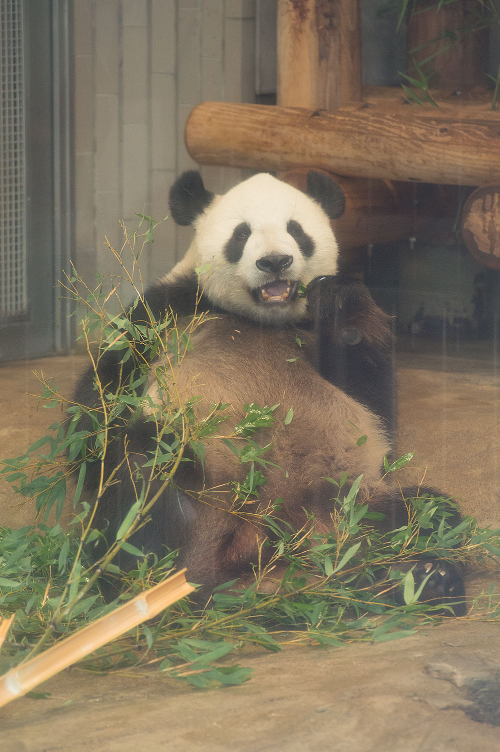 今日のパンダ（1914日目）
