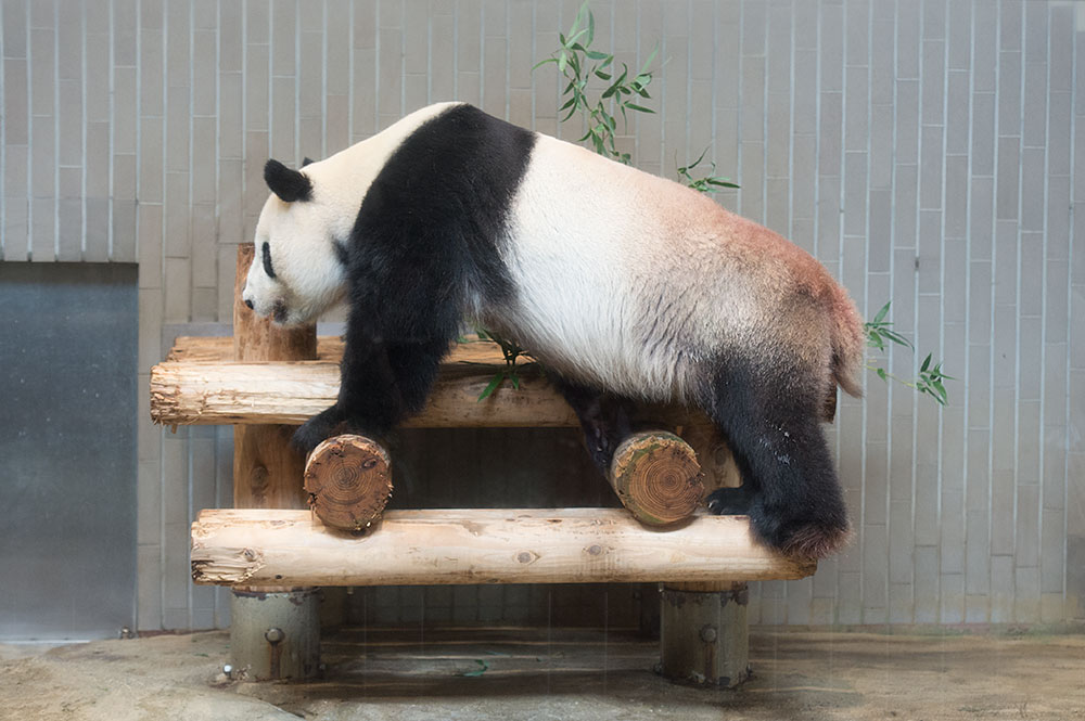 今日のパンダ（1914日目）