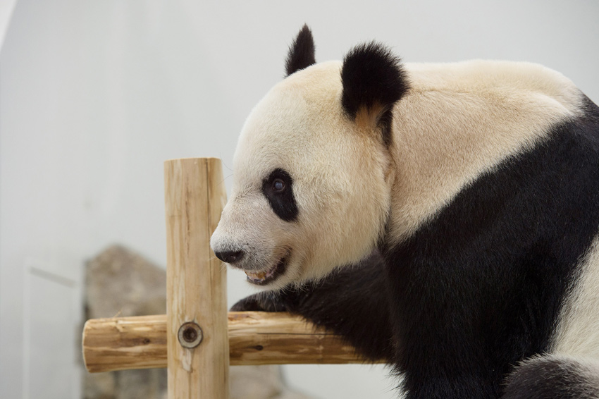今日のパンダ（1914日目）