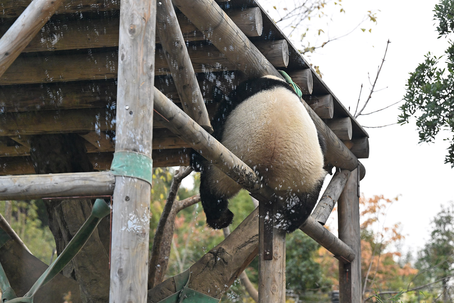 今日のパンダ（3720日目）