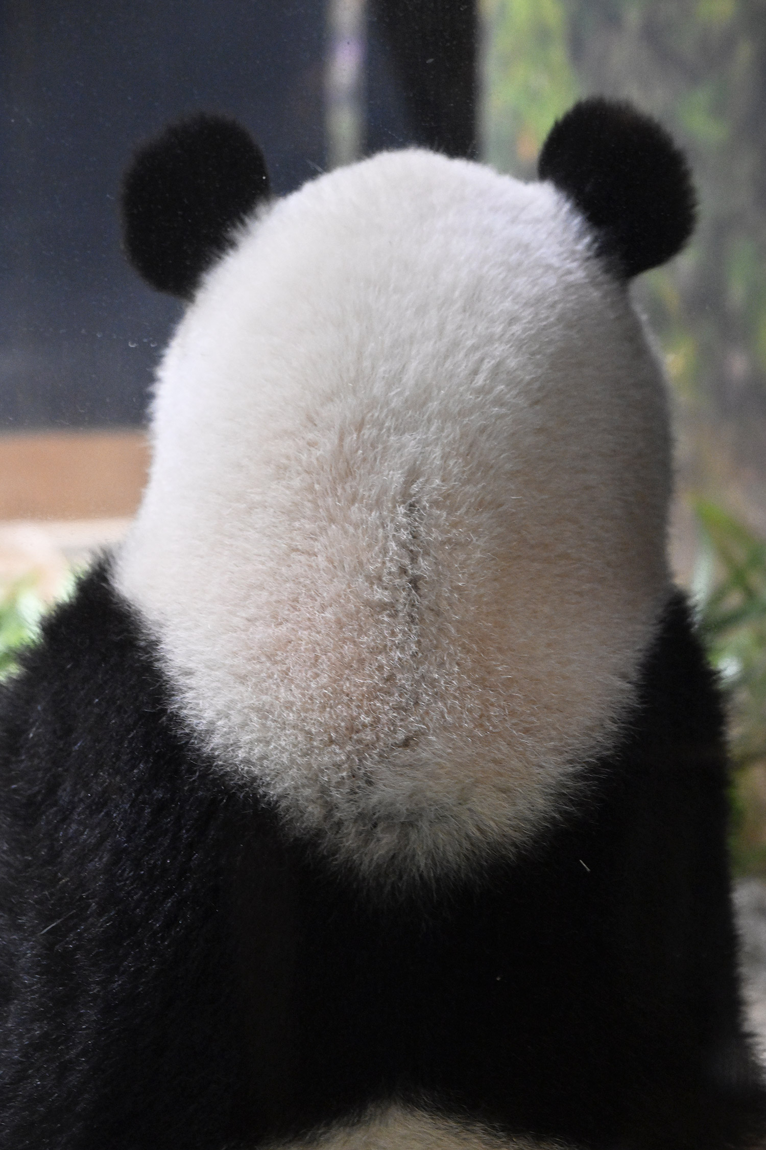 今日のパンダ（3933日目）