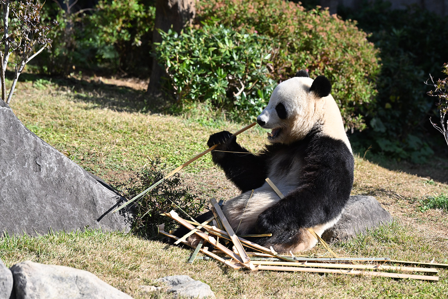 今日のパンダ（4019日目）