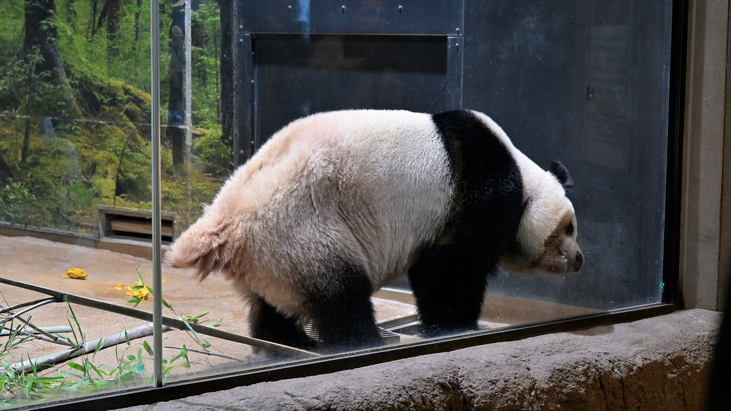今日のパンダ（4051日目）