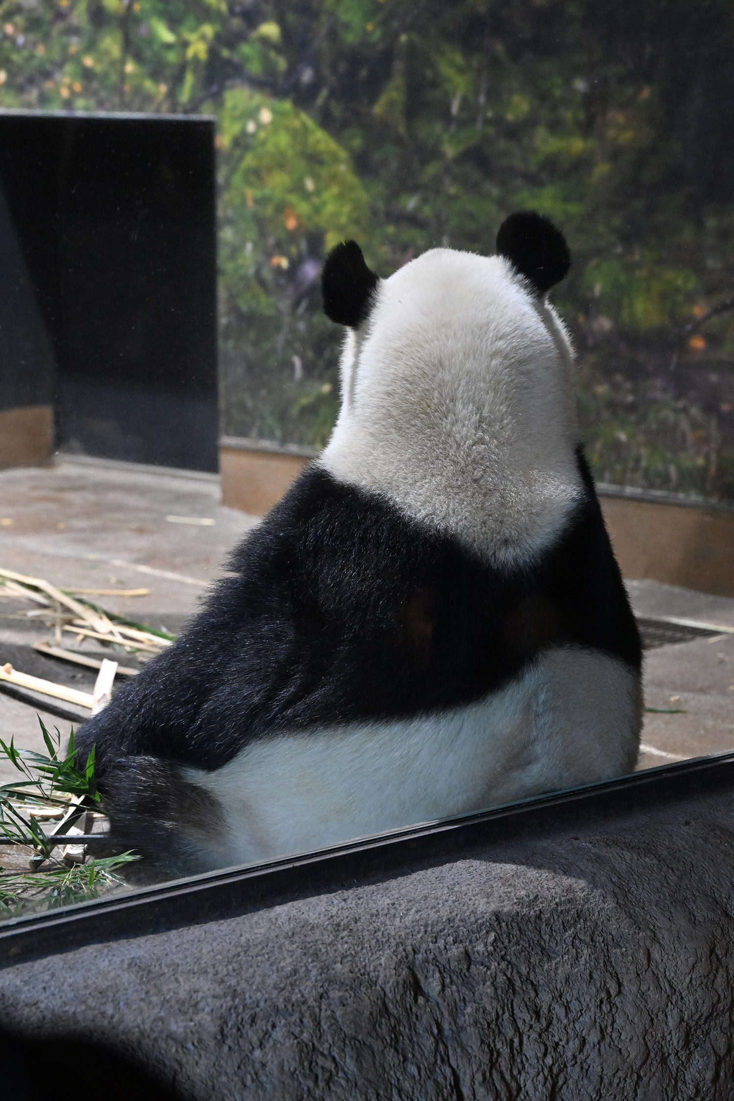 今日のパンダ（4051日目）