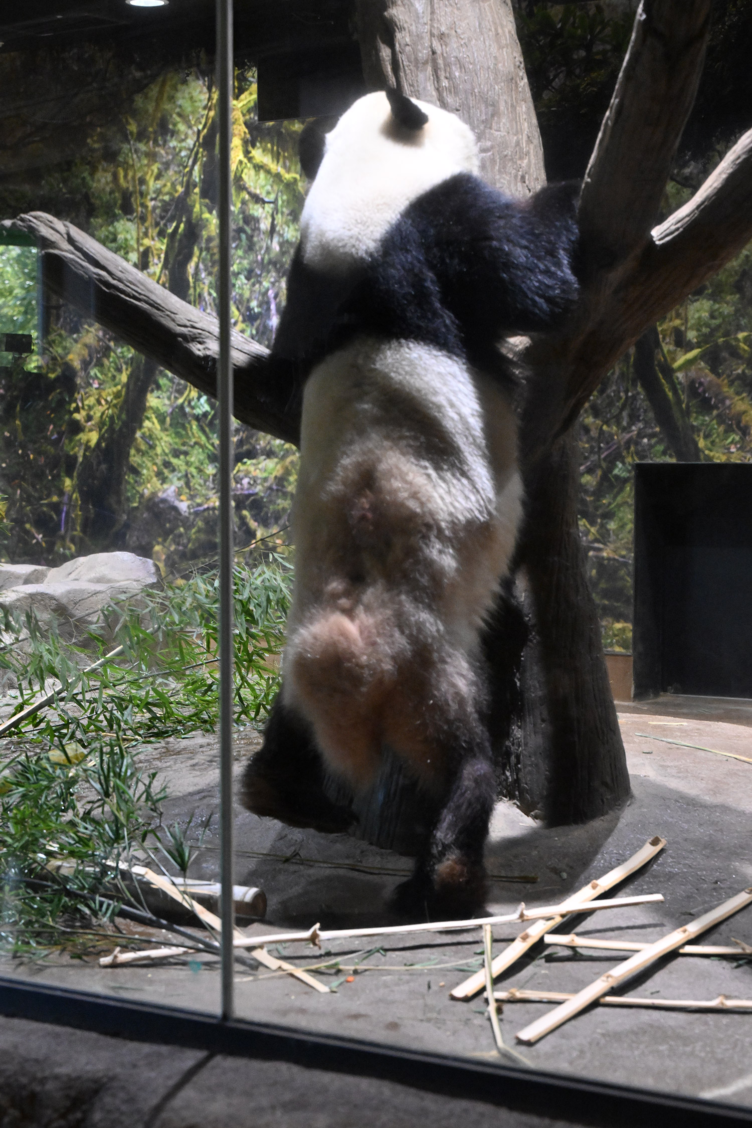 今日のパンダ（4051日目）