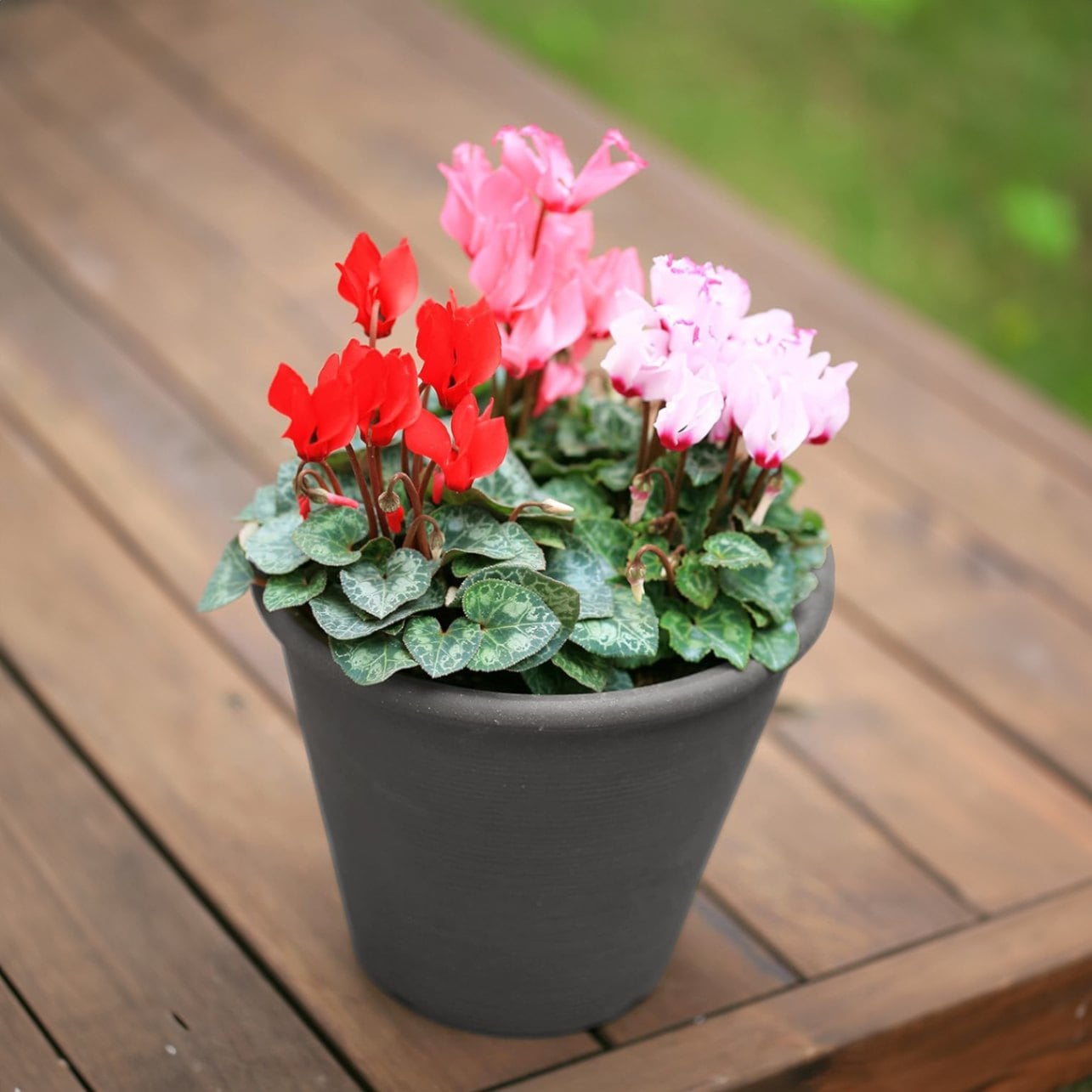 シクラメン 寄せ植え シクラメンの花 鉢植え ミニ ミックス ガーデン