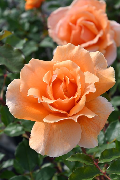 バラ苗【中苗】ジャストジョイ【ジャストジョーイ】 国産苗 6号鉢植え