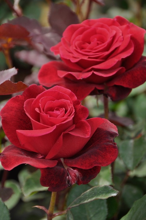 バラ苗【中苗】ドンファン 国産苗 6号鉢植え品《J-CL10》 | すべての