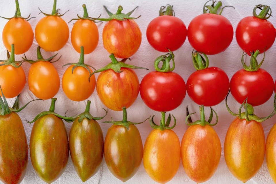 今井アレクサンドル トマト③ 今井アレクサンドル トマト③ 今井