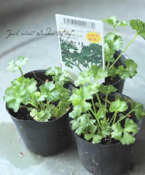 家庭菜園】 『パセリ』 | すべての商品 | | Junk sweet Garden tef*tef*