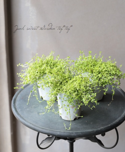 プラティア 『ライムカーペット』 | すべての商品 | | Junk sweet