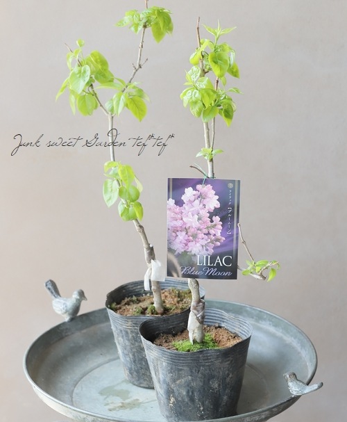 ライラック 『ブルームーン』 | すべての商品 | | Junk sweet Garden