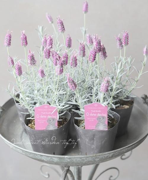 フレンチラベンダー 『キューデュラシルバーリーフ』アンティーク