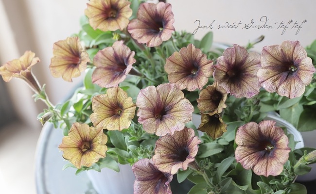 ペチュニア・妖精のチュチュ 『アンティークパープル』 松原園芸さん