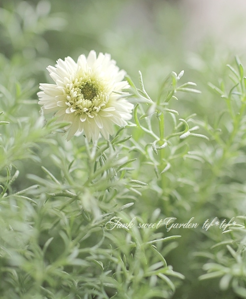 八重咲きローマン『ダブルフラワーカモミール』 | すべての商品