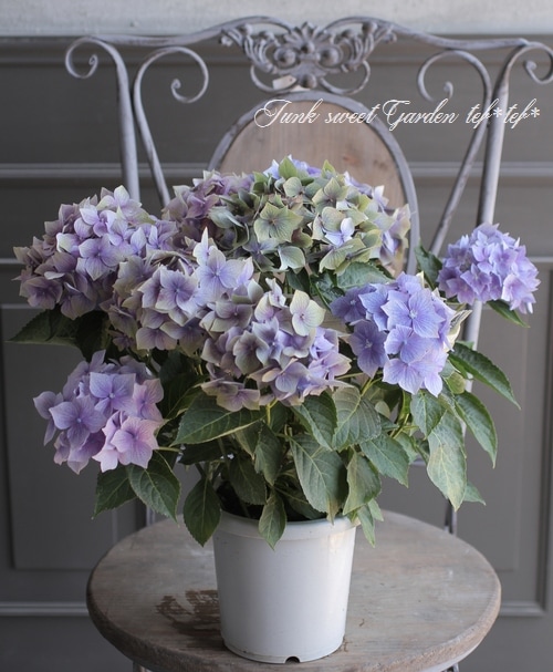 秋色紫陽花 『星がすり』 | すべての商品 | | Junk sweet Garden tef*tef*