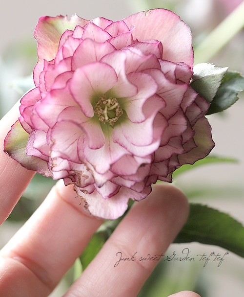 クリスマスローズ 『川久保交配・超多弁ダブル』 2025【No.44