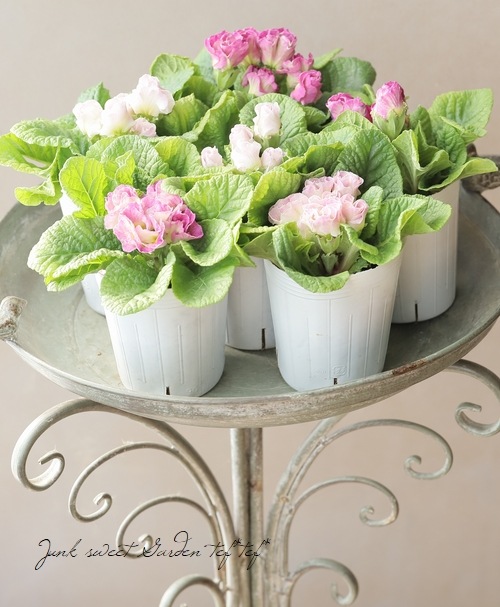 松原園芸さん】バラ咲きプリムラ・マビリア 『パープルホワイト