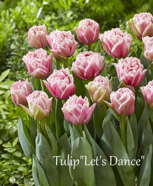 球根】 八重咲きチューリップ 『レッツダンス』 | 球根 | | Junk sweet