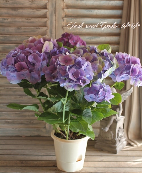 紫陽花 塩原園芸さんの<BR>『秋色紫陽花・ボルドー色』 | すべての商品