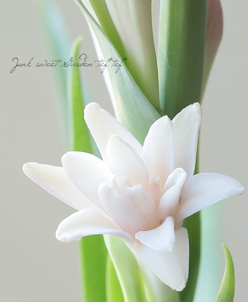 球根植物】 コンパクト品種・八重咲きチューベローズ 『ダブルピンク